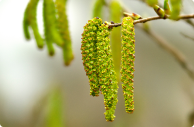 Les pollens sont de retour !