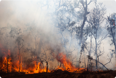🔴 Incendie en forêt de Fontainebleau : Lig'Air suit l'évolution de la situation